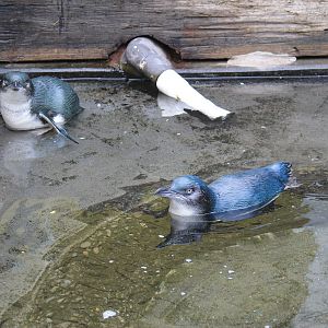Little Blue Penguins (Eudyptula minor)