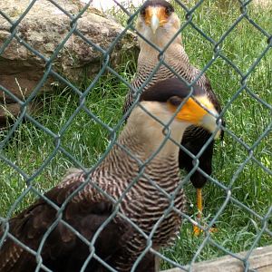 Crested Caracara