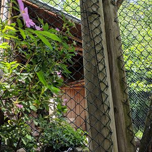 Crested Caracara Aviary