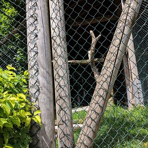 Turkey Vulture Aviary