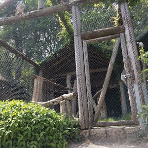 African White Backed Vulture Aviary