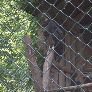 Female Andean Condor
