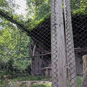 Andean Condor Aviary