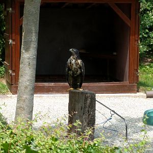 Aguja/ Black chested Buzzard eagle