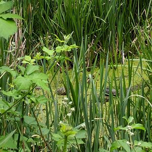 European Pond Turtles