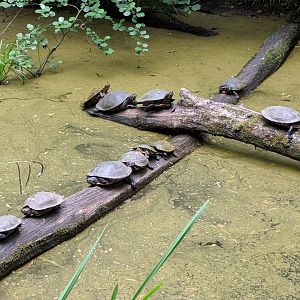 Red and Yellow Eared Sliders