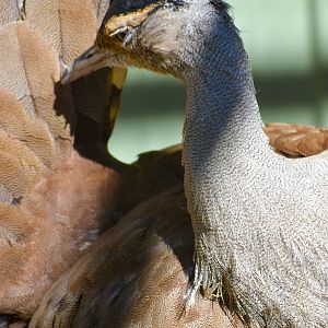Australian Bustard (Ardeotis australis)