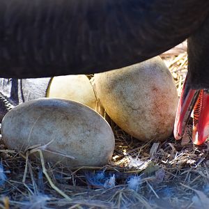 Black Swan Eggs