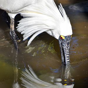 Royal Spoonbill (Platalea regia)