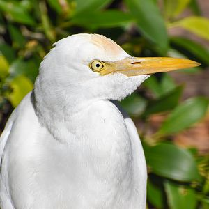 Cattle Egret (Bubulcus ibis)