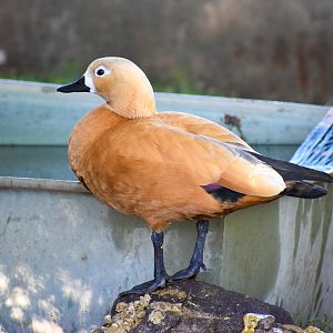 Ruddy Shelduck (Tadorna ferruginea)