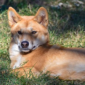 Dingo (Canis dingo)