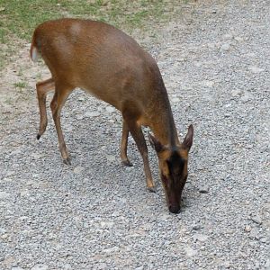 Chinese Muntjak