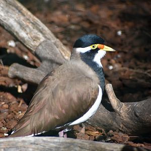 Banded Lapwing (Vanellus tricolor)