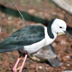 Pied Stilt (Himantopus leucocephalus)