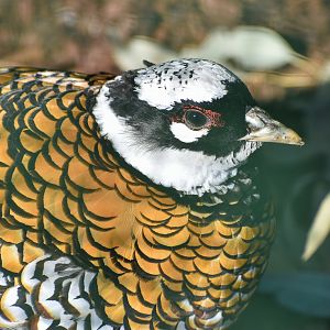 Reeves's Pheasant (Syrmaticus reevesii)