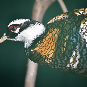 Reeves's Pheasant (Syrmaticus reevesii)