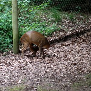 Chinese Muntjak and Muntjak Calf