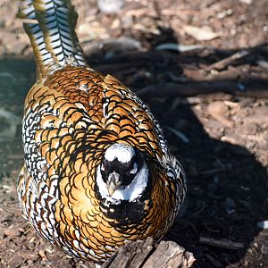 Reeves's Pheasant (Syrmaticus reevesii)