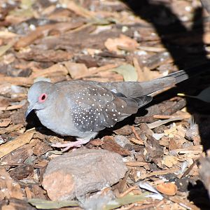 Diamond Dove (Geopelia cuneata)