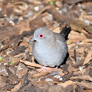 Diamond Dove (Geopelia cuneata)