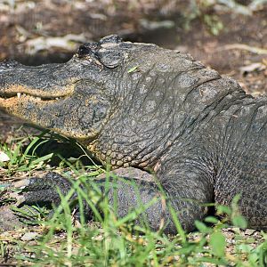 American Alligator (Alligator mississippiensis)