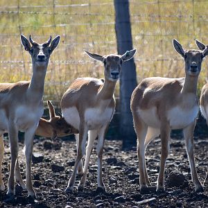 Blackbuck (Antilope cervicapra)