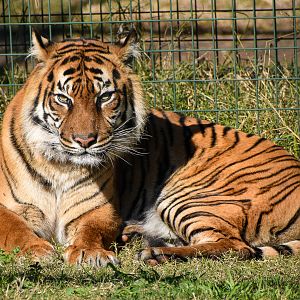 Sumatran Tiger (Panthera tigris sumatrae)
