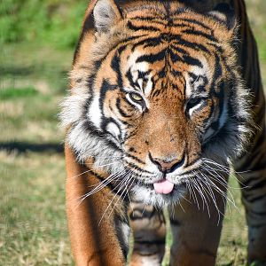 Sumatran Tiger (Panthera tigris sumatrae)