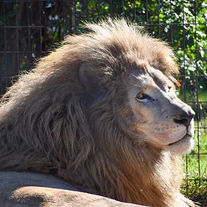 White Lion (Panthera leo)