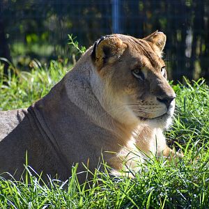 Lioness (Panthera leo)