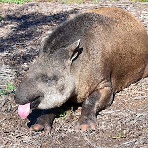 Brazilian Tapir (Tapirus terrestris)