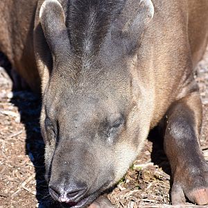 Brazilian Tapir (Tapirus terrestris)