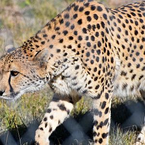 New Female - Cheetah (Acinonyx jubatus)