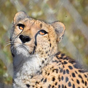 Cheetah (Acinonyx jubatus)