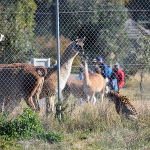 Llamas and Cheetah