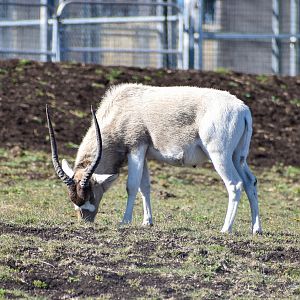 Addax (Addax nasomaculatus)