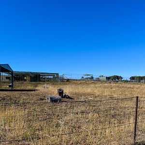 New Llama/Guanaco Paddock