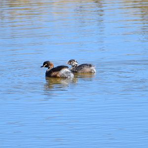 wild - Australasian Grebes (Tachybaptus novaehollandiae)