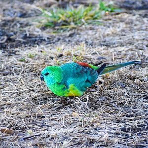 wild - Red-rumped Parrot (Psephotus haematonotus)