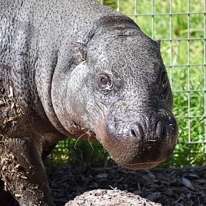 Pygmy Hippopotamus (Choeropsis liberiensis)