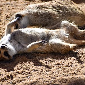Meerkats (Suricata suricatta)