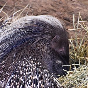 Cape Porcupine (Hystrix africaeaustralis)