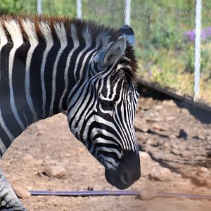 Plains Zebra (Equus quagga)