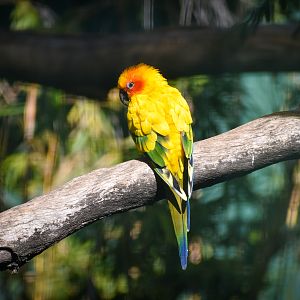Sun Conure (Aratinga solstitialis)