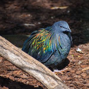 Nicobar Pigeon (Caloenas nicobarica)