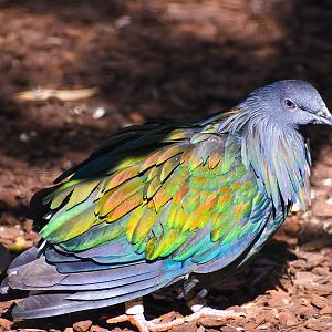 Nicobar Pigeon (Caloenas nicobarica)