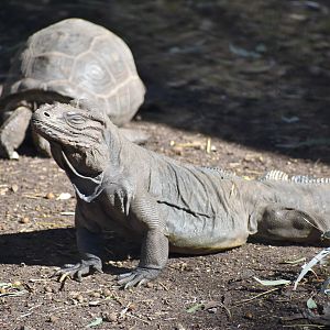 Rhinoceros Iguana (Cyclura cornuta)