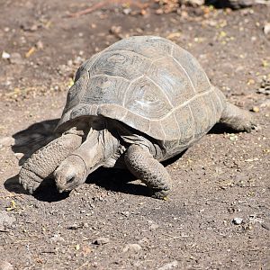 Aldabra Giant Tortoise (Aldabrachelys gigantea)