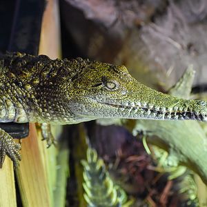 Freshwater Crocodile (Crocodylus johnsoni)